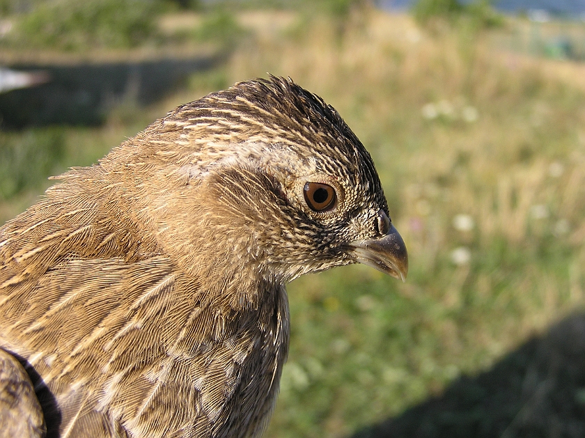 Grey Partridge, Sundre 20080801